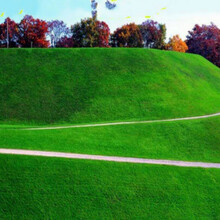 月娥 进口草仔草籽草坪种子庭院绿化四季青耐寒免修剪狗牙根地毯草 高级地毯草免修剪/斤