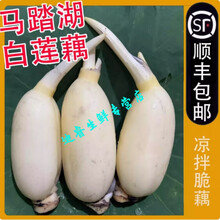 桃西村【顺丰直达】山东淄博现挖马踏湖白莲藕生吃藕脆藕莲菜新鲜水果藕 2500g 礼盒装 马踏湖鲜藕