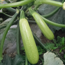 寿禾 西葫芦种子秧苗种苗寿光蔬菜种孑菜瓜小瓜翠宝菜籽翠绿 高产春夏季播种阳台庭院盆栽苗种苗种苗种籽 【耐寒】法国欧宝西葫芦 20粒装