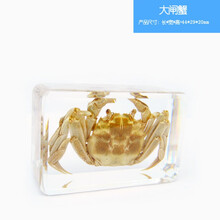 别颖 甲虫真实昆虫树脂标本琥珀蝗虫独角仙螃蟹金龟子蜜蜂锹甲叶甲蜘蛛 卡其色 大闸蟹