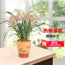 【新品促销】兰花苗 嫦娥奔月 建兰四季兰绿植花卉好养盆栽 嫦娥奔月4苗