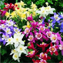 百日草花种矮杆各种花卉种孑四季百日草花籽种子室外开花白日草 大花耧斗菜1000粒
