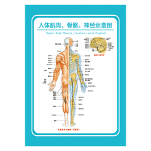 人体解剖挂图骨骼书目 人体解剖挂图骨骼作品 京东图书