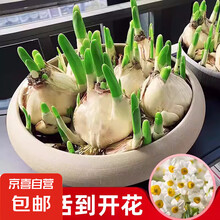 漳州水仙花种球水养花卉球根大球室内外阳台盆栽冬季水培花卉植物 特大球漳州水仙花1球 /周长18-22