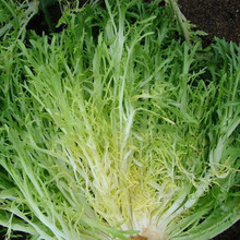 黄心细叶苦苣种子盆栽阳台苦菊蔬菜种子牛奶菜沙拉生菜青菜四季播 黄心细叶苦菊10克x3袋