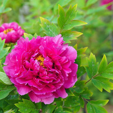 巧艺 牡丹盆栽牡丹花苗菏泽洛阳红当年开花王盆栽观花庭院植物四季 洛阳红 5-7个分支