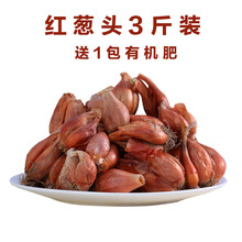 葱种小香葱种子种籽红葱头黄葱新鲜四季水培种孑盆栽蔬菜室内阳台 3斤葱头(送2包有机肥)