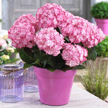 【虹越】绣球花盆栽苗 重瓣大花系列绣球花苗 多品种花色丰富 阳台庭院花卉 纱织小姐 1加仑（红蓝色随机）