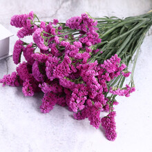 伊顺云南勿忘我真花干花花束家居摆设小清新客厅满天星插花论斤卖SN1600 玫红色勿忘我 30支 干树枝