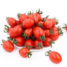 有机汇 有机小西红柿 红圣女果 番茄  特惠装礼盒 孕妈食材宝宝辅食 现采摘发货生鲜 1500g