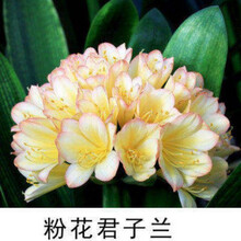 君子兰苗盆栽精品绿植室内花卉圆头和尚大苗蝴蝶兰花苗当年开兰花 桃粉花 10-12片叶子