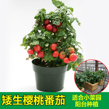 粉妞番茄种子番茄苗西红柿种子阳台盆栽四季播蔬菜籽高产 红矮生珍珠番茄苗5棵