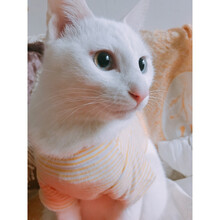猫咪衣服 春夏装美短英短蓝猫布偶暹罗加菲猫衣服条纹衣服 黄色 条纹猫衣服 XS(建议1-3斤)