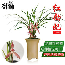 云南朵香春兰花苗新品 红韵妃 花大红色浓香冬带花苞出售室内花卉绿植物盆栽 红韵妃2苗连体裸根
