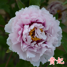 巧艺 牡丹盆栽牡丹花苗菏泽洛阳红当年开花王盆栽观花庭院植物四季 贵妃 5-7个分支