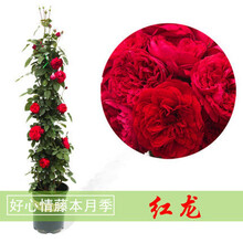 欧月藤本月季玫瑰蔷薇花苗浓香型爬藤植物庭院四季花卉盆栽玫瑰花卉多季开花盆栽耐寒花卉耐热 红龙 【爬藤60公分左右高】