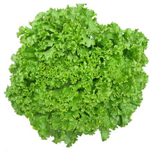 一播大地 香甜奶油生菜种子 四季生菜籽易种 蔬菜种子 阳台种菜盆栽菜籽