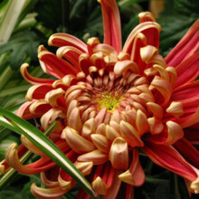 花种子万寿菊种子200粒菊花种子庭院阳台易种易活花籽 凤凰200粒