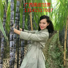 广西高产黑皮甘蔗种子红皮黄皮种苗四季易种紫甘蔗多汁甜杆蔗 红皮甘蔗种子100粒