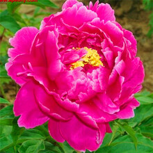 欧悟 芍药根块 带芽芍药种根重瓣芍药花当年开花芍药花苗牡丹苗盆栽绿植花卉室内植物品种随机发货 正芍药