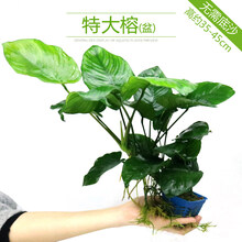 鱼缸造景沉木水榕水草活体淡水植物懒人水草趴地珍珠易活易养！ 特大榕