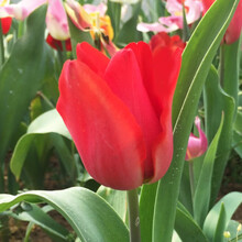 郁金香种球郁金香大球花卉室内外水培土培盆栽郁金香种子 维多利亚 11-12CM