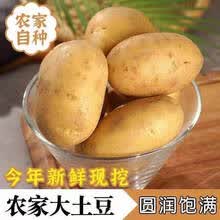 悠妃 2021农家自种新鲜5土豆 黄心洋芋现挖新鲜蔬菜马铃薯10斤黄心 2500g