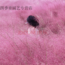 （菜友）散装粉黛乱子草花种子毛芒乱子草籽室外花种子四季种易活摄影欣赏游玩景观绿化 粉黛乱子草种子约200粒