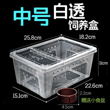 rep-shop爬虫爬宠饲养盒守宫蜥蜴蚕宝宝蝎子蜘蛛角蛙昆虫寄居蟹树栖饲养箱 中号白透饲养盒