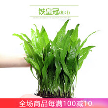 异景园鱼缸水族箱造景水榕沉木活体水草淡水无土植物后景宫廷真水草绿菊净水增氧水草绿菊趴地珍珠莫斯片皇冠 粗叶铁皇冠(大)