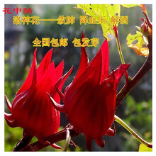花中酷  花卉种子红桃K种子 散装洛神花种子 红桃K种子 玫瑰茄种子可食用观赏花卉种子 洛神花种子 100粒
