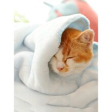 华元宠具猫咪小被子猫毯子猫用睡垫专用地垫四季毛毯床垫猫笼平台幼猫垫子 baby蓝(双面绒) M-中型