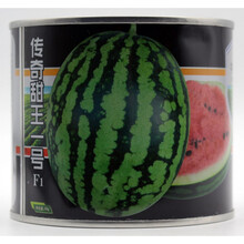 舞艺传奇甜王一号西瓜种子 早熟高甜薄皮红瓤大西瓜水果籽 抗裂早春罐