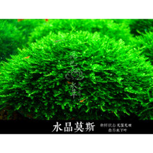 鱼缸沉木造景莫斯美凤水晶鹿角苔火焰珊瑚垂泪松茸怪厥大三角水草 水晶莫斯8*20一片
