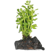 绿伴 绿菊花水草水族箱活体造景套餐新手后景草金鱼草有茎类小鱼缸水藻 沉木款【单头小对叶】