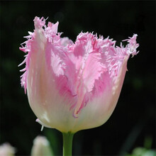 郁金香种球郁金香大球花卉室内外水培土培盆栽郁金香种子 皇冠 11-12CM