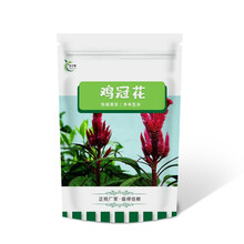 乐子君 花卉种子花草种进口重瓣种子盆栽大菊花盆栽植物四季易活开花不断花种籽子 鸡冠花 800粒