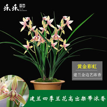 乐乐兰业 黄金彩虹 多花苞出售建兰四季世界上超香兰花苗兰草绿植盆栽花卉 建兰黄金彩虹2苗不带花 裸根不带土