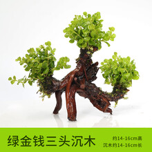 水草活体 懒人沉木 鱼缸造景 水榕净化水质的水草辣椒榕水族箱 【三头】绿钱三头沉木
