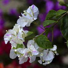 巴西三角梅盆栽花卉爬藤植物阳台庭院老桩多色重瓣花 初恋5年苗 当年开花 不含盆