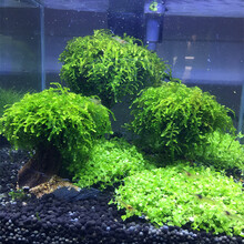 莫斯树  鱼缸造景 沉木懒人水草活体 淡水无土阴性植物无需底沙造景套餐 成品树高11-15cm 树冠9cm左右
