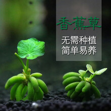 听白阁鱼缸香蕉草 鱼缸造景前景水草活体 懒人草无需种植 水中叶 小号香蕉草5株