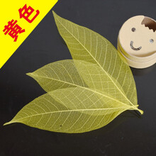 树叶标本干花叶子白色玉兰叶脉真树叶树叶手工叶绘画叶书签叶彩色叶标本叶 黄色 100片 树叶