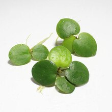 鱼缸浮萍水草活体植物浮性除3净化水质微景观水族箱造景 圆心萍2颗