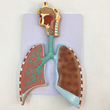 人体呼吸系统解剖模型 肺解剖呼吸系统浮雕模型 肺泡放大解剖模型 B款人体呼吸系统模型