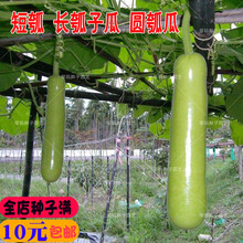 新种蔬菜种子短瓠瓜种子长瓠子瓜种子蒲瓜种子葫芦瓜菜瓜夜开花胡瓜