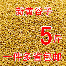 炫料鹦鹉鸟粮饲料珍珠鸟粮食大颗粒新黄谷子鸟食虎皮玄凤牡丹带壳小米 带壳谷子500g 无化学淘洗不打腊天然农家货