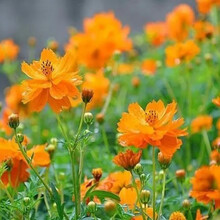 波斯菊花种子混色格桑花种籽子七彩四季开花易活花籽庭院室外花种 硕雅园艺 黄花半斤