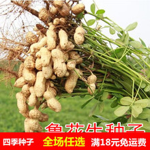 新鲜带壳鲁花生种子粉红皮大花生种子散装特大高产带壳生花生种籽 鲁花花生种子带壳3斤散装