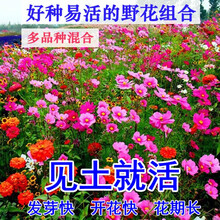 波斯菊花种子混色格桑花种籽子七彩四季开花易活花籽庭院室外花种 硕雅园艺 10几个品种混合野花组合半斤